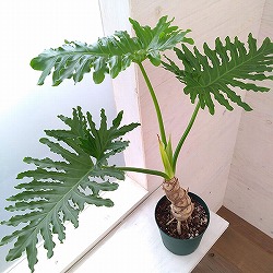 フィロデンドロン：セローム（幹立ち）6号鉢植え