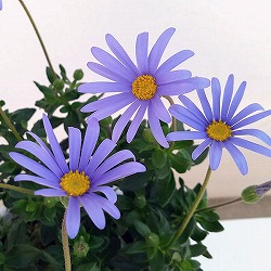 ブルーデージー：緑葉青花3.5号ポット