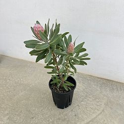 プロテア：ピンクアイス6号鉢植え