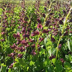 バプティシア：ダッチチョコレート3.5号ポット