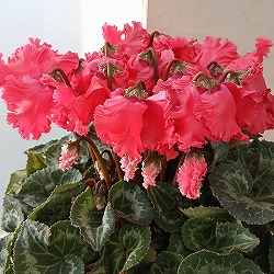 シクラメン：あげは　サーモンレッド5号鉢植え*
