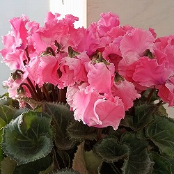 シクラメン：ひらり　ももフレーム5号鉢植え