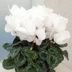 シクラメン：ハリオス　ピュアホワイト5号鉢植え