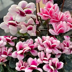 シクラメン：フェアリーピコ　5号鉢植え