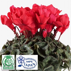 シクラメン：バーバーク（赤）5号鉢植え’