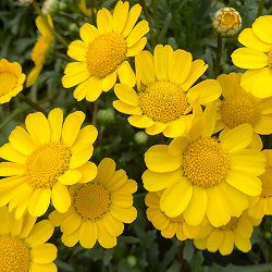 クリサンセマム：ムルチコーレ　アップライトイエロー3～3.5号ポット