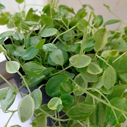 ぺぺロミア ：美衣子　3号ポット