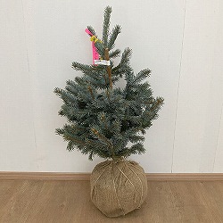 [25年11月中下旬予約]ピセアプンゲンス（プンゲンストウヒ）：ホプシー 樹高80-90cm根巻き