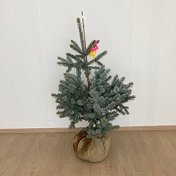 ピセアプンゲンス（プンゲンストウヒ）：ホプシー 樹高90cm～1m根巻き