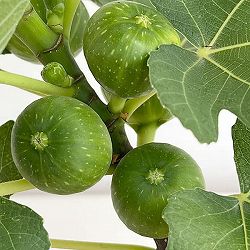 イチジク：ドリーミースイート6号鉢植え