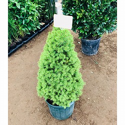 カナダトウヒ：ピセアグラウカ コニカ10号鉢植え高さ80cm
