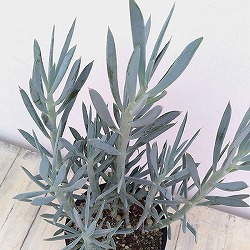 [26年3月中下旬予約]セネシオ：マンドラリスカエ6号鉢植え