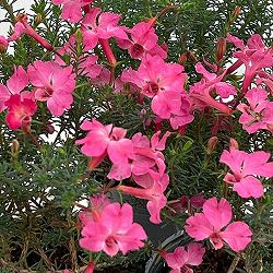 初恋草（ハツコイソウ・レケナウルティア）：メルサクラ3号ポット