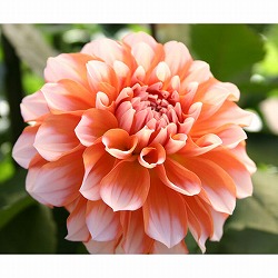 [25年9月中下旬予約]ダリア：ポートライトペアビューティ6号鉢植え