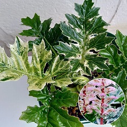 アカンサス：ホワイトウォーター3.5号ポット