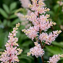 アスチルベ：ピーチブロッサム3.5～4号ポット