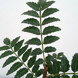 山椒（サンショウ）：花サンショウ4号ポット