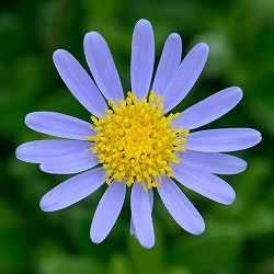 フェリシア：べリシア3～3.5号ポット 12株セット