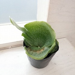 園芸ネット本店｜観葉植物:ビカクシダ・コウモリラン の商品一覧 【公式】