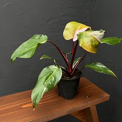 フィロデンドロン：ピンクプリンセス　3.5号鉢植え