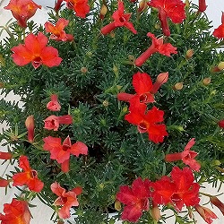 初恋草：ユーコレッドインパルス3.5号ポット