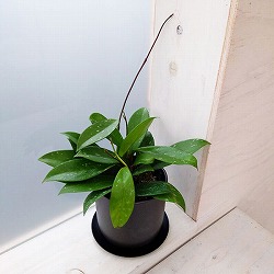 ホヤ：プビカリクス シルバーピンク3号　ミヤビ鉢ブラック入り