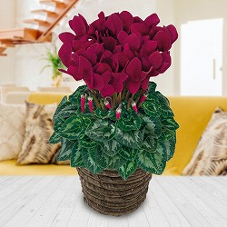 [送料無料][ギフトに]シクラメン：ハリオス　ディープマゼンタ5号鉢植えBRカゴ入