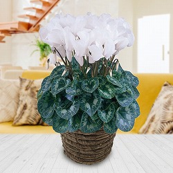 [送料無料][ギフトに]シクラメン：ハリオス　ピュアホワイト5号鉢植えBRカゴ入