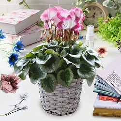 [ギフトに]シクラメン：エレガントレディ バイカラー5号鉢GYカゴ入