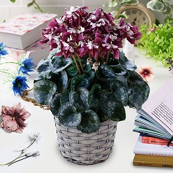 [ギフトに]シクラメン：エレガントレディ ワーリー5号鉢GYカゴ入