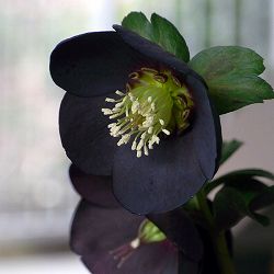 [26年1月中下旬予約]クリスマスローズ：*ブラックパール5号鉢