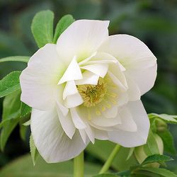 [26年1月中下旬予約]クリスマスローズ：*エレガンスアイス5号鉢