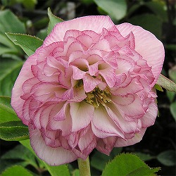 [26年1月中下旬予約]クリスマスローズ：*オーロラ プリマドレス5号鉢