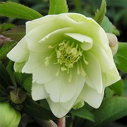 [26年1月中下旬予約]クリスマスローズ：*プチドール沙羅（さら）5号鉢