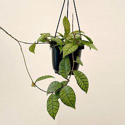 ホヤ：カリストフィラ　4吊鉢