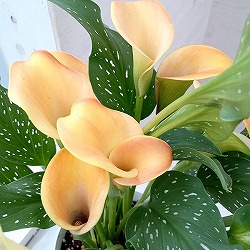 カラー：ライトオレンジ　5号鉢植え