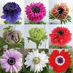 アネモネ(八重咲き)：オーロラ　花色見計らい3.5号ポット* 4株セット