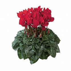 シクラメン：ドリームスケープ　ブライトレッド3.5号ポット 3株セット