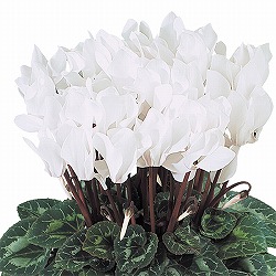 シクラメン：ドリームスケープ　ホワイト3.5号ポット 6株セット