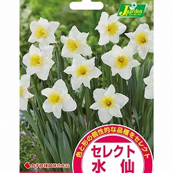 水仙：セントラルステーション2球入り 2個セット