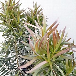リューカデンドロン：ジプシーシルバー5号鉢植え