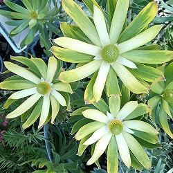 リューカデンドロン：ストローク5号鉢植え