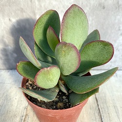 クラッスラ：ブルーバード　2.5号