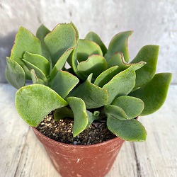 クラッスラ：ブルーリボン　2.5号