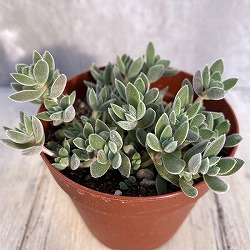 セダム：レモータ　2.5号