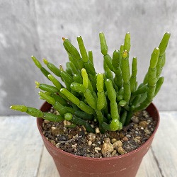 リプサリス：猿恋葦 2.5号