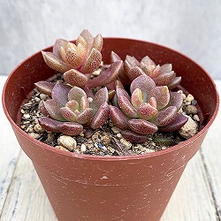 シノクラッスラ：天竺　2.5号ポット