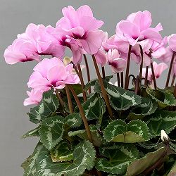 ミニシクラメン（八重咲）：スクリュースター：ライトピンク系3号ポット