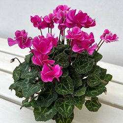 ミニシクラメン(八重咲):スクリュースター:ローズピンク系3号ポット