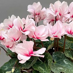 ミニシクラメン（八重咲）：スクリュースター：ホワイト系3号ポット